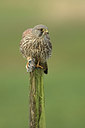 BUITEN BEELD Foto: 310074