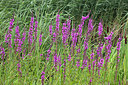 BUITEN BEELD Foto: 310117