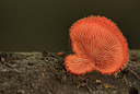 BUITEN BEELD Foto: 310142