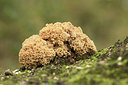 BUITEN BEELD Foto: 310144
