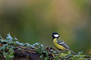 BUITEN BEELD Foto: 310154