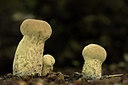 BUITEN BEELD Foto: 310211