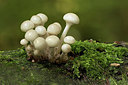 BUITEN BEELD Foto: 310325
