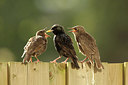 BUITEN BEELD Foto: 310329