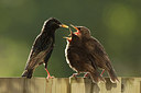 BUITEN BEELD Foto: 310334