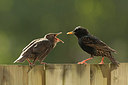 BUITEN BEELD Foto: 310336