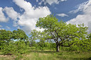 BUITEN BEELD Foto: 310555