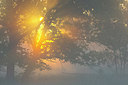 BUITEN BEELD Foto: 310572