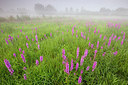 BUITEN BEELD Foto: 310658