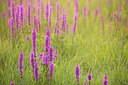BUITEN BEELD Foto: 310669