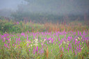BUITEN BEELD Foto: 310670