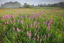 BUITEN BEELD Foto: 310676
