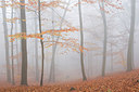 BUITEN BEELD Foto: 310807