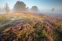 BUITEN BEELD Foto: 310899