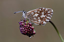 BUITEN BEELD Foto: 310933