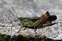 BUITEN BEELD Foto: 310951