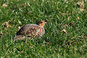 BUITEN BEELD Foto: 310968