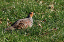 BUITEN BEELD Foto: 310969