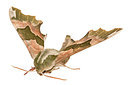BUITEN BEELD Foto: 311000