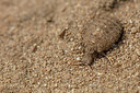 BUITEN BEELD Foto: 311030