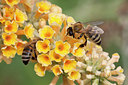 BUITEN BEELD Foto: 311064