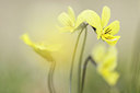 BUITEN BEELD Foto: 311132