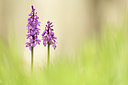 BUITEN BEELD Foto: 311153