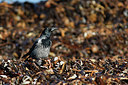 BUITEN BEELD Foto: 311196