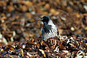 BUITEN BEELD Foto: 311201
