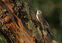 BUITEN BEELD Foto: 311225