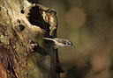 BUITEN BEELD Foto: 311228