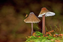 BUITEN BEELD Foto: 311249