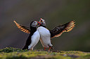 BUITEN BEELD Foto: 311273