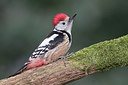 BUITEN BEELD Foto: 311309