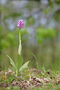 BUITEN BEELD Foto: 311334