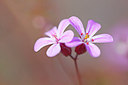 BUITEN BEELD Foto: 311343