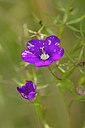 BUITEN BEELD Foto: 311395