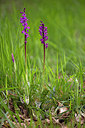 BUITEN BEELD Foto: 311399