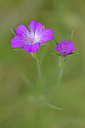 BUITEN BEELD Foto: 311421