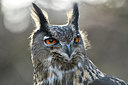 BUITEN BEELD Foto: 311489