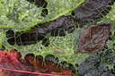BUITEN BEELD Foto: 311569