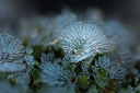 BUITEN BEELD Foto: 311587