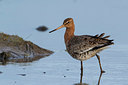 BUITEN BEELD Foto: 311599