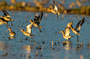 BUITEN BEELD Foto: 311611