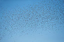 BUITEN BEELD Foto: 311702
