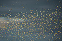 BUITEN BEELD Foto: 311703