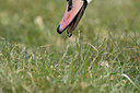 BUITEN BEELD Foto: 311816