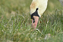 BUITEN BEELD Foto: 311829