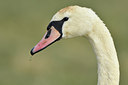 BUITEN BEELD Foto: 311854