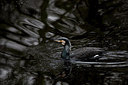 BUITEN BEELD Foto: 311882